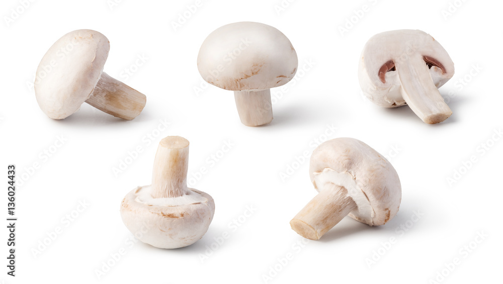 Champignon Champignon