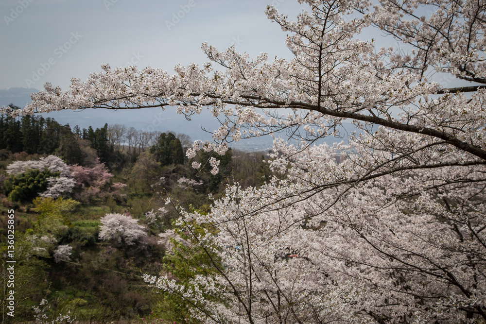 Cherry blossom on Hanamiyama, Fukushima, Japan - April, 2016 Cherry blossom on Hanamiyama, Fukushima, Japan - April, 2016