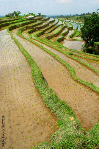 View of rice fields on the Indonesian island Bali 