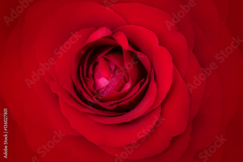 Top view Red rose nature abstract texture background