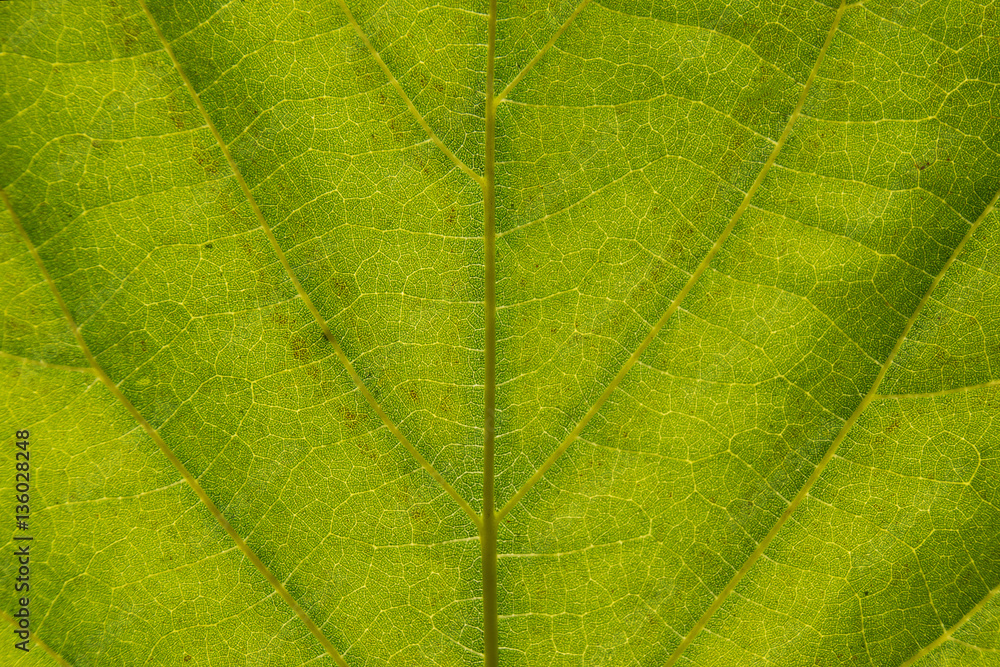 Close up Green leaf detail abstract texture background Close up Green leaf detail abstract texture background