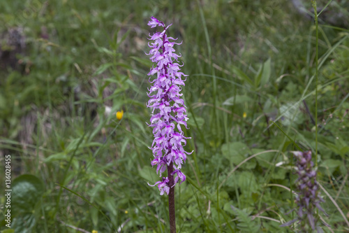 Geflecktes Knabenkraut