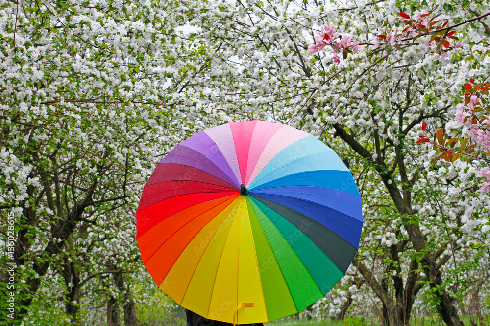Colorful umbrella on the background of flowering trees in springtime
