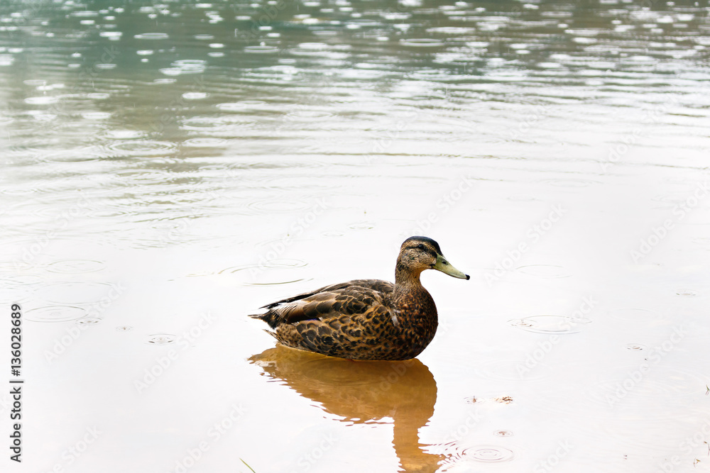 Duck on a lake in mountains near Budva old city in Montenegro Duck on a lake in mountains near Budva old city in Montenegro