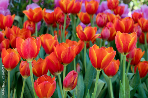 coloful tulip flower background