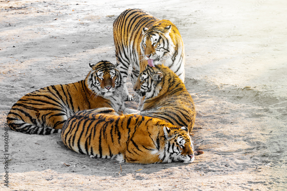 Fototapeta premium Tigers on the road.