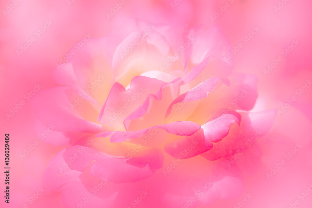 pink and soft yellow rose petals nature abstract background
