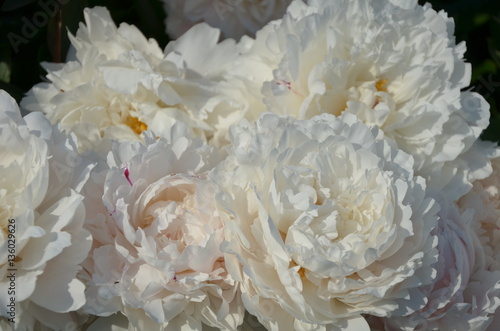 Gentle white peony flowers in the garden in summer