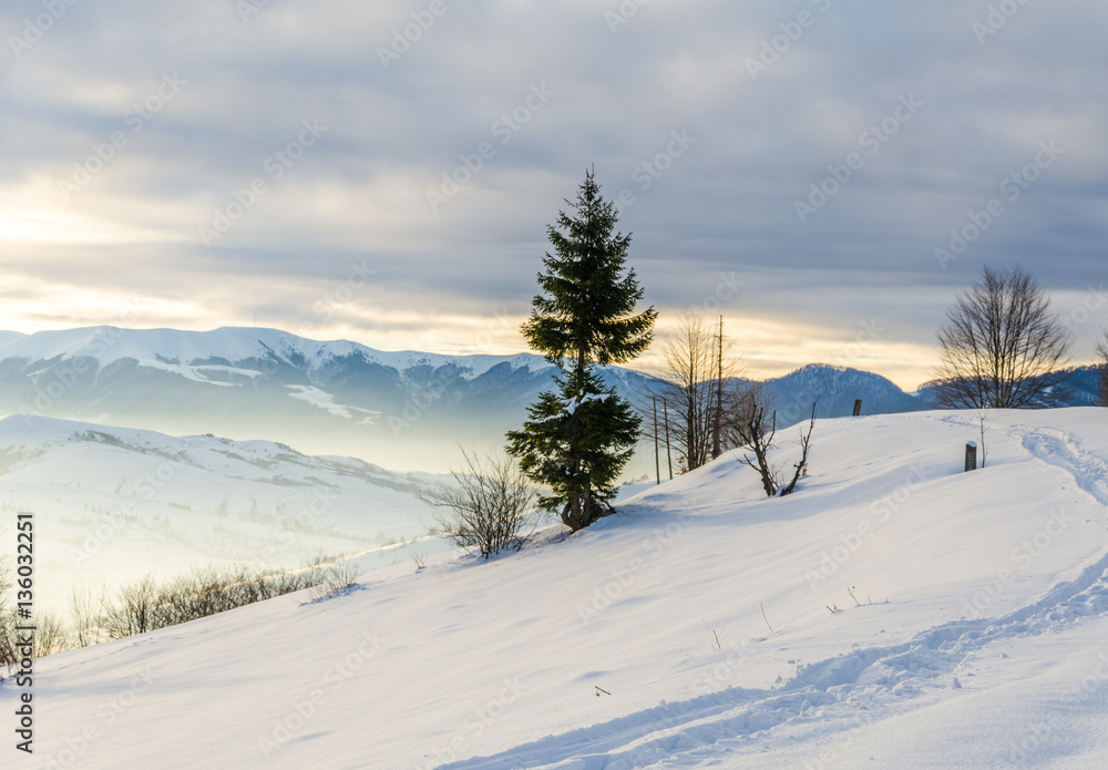 Obraz premium Green tree in the foreground. Winter mountain view at dawn, the