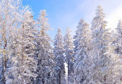 Fir trees covered by snow and hoarfrost on foggy blue sky background.