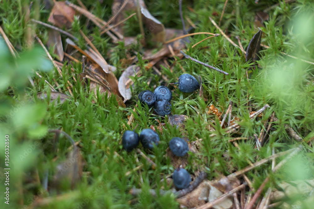 blueberries in the woods
blueberries in the woods