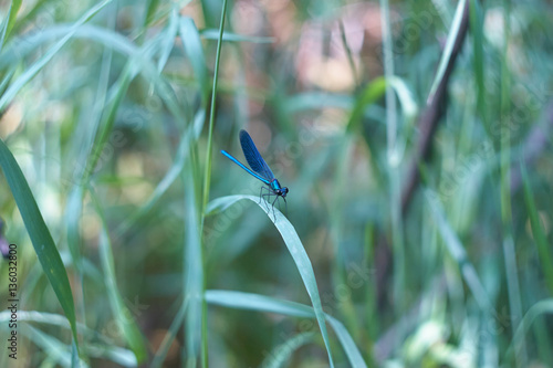 blue dragonfly   © soul_romance