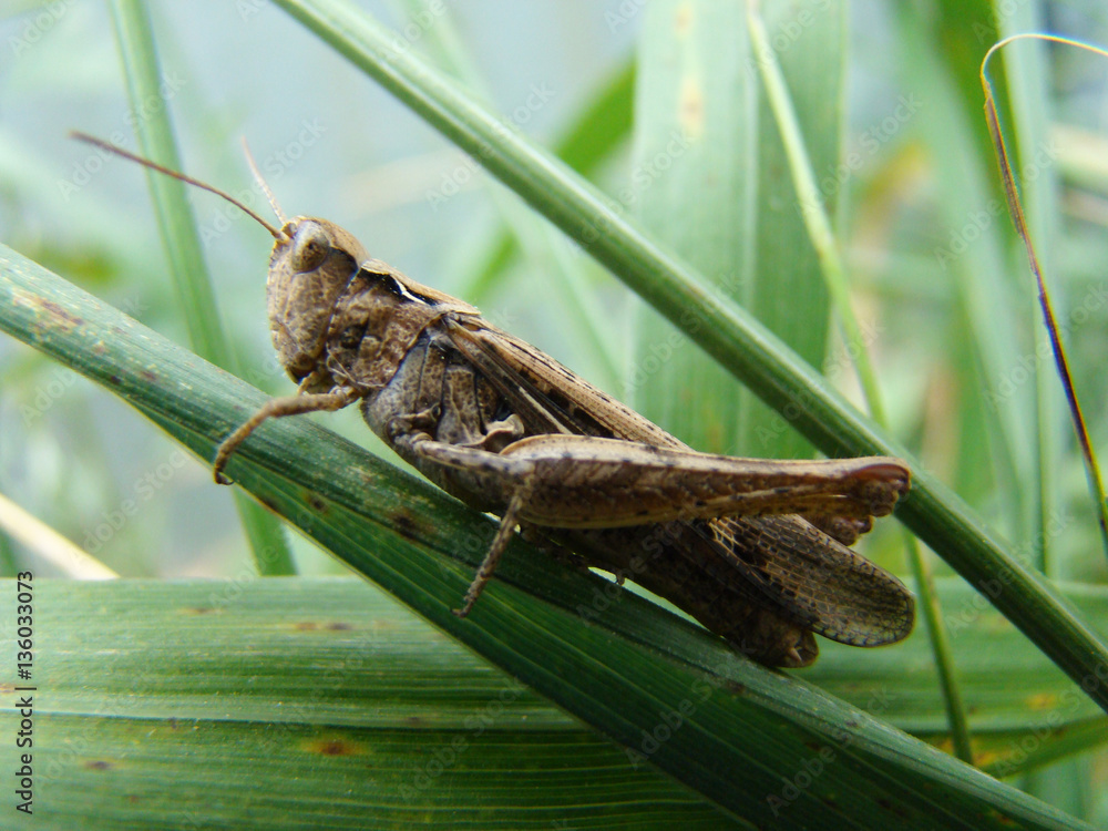 grasshopper grasshopper