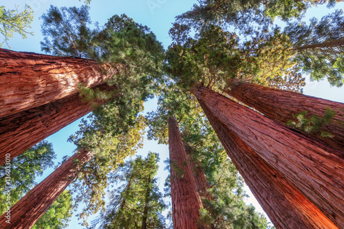 Giant Sequoias forest in Sequoia National Park in California.