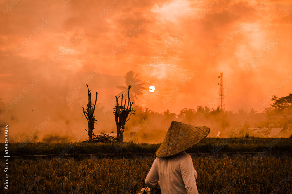 Fototapeta premium Sunset in Rice Field