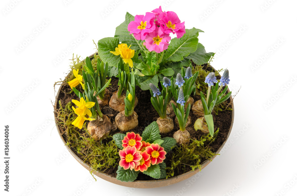 Blumenschale mit Frühlingsblumen Blumenschale mit Frühlingsblumen