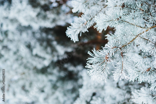 Frozen coniferous branches in white winter. Winter background. Close-up. © deineka