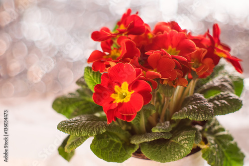 Bright red primula flowers