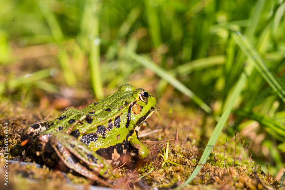 portrait of green frog (Rana esculenta) sitting portrait of green frog (Rana esculenta) sitting