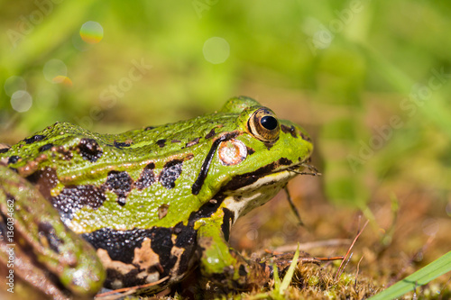 portrait of green frog (Rana esculenta) sitting in natural envir