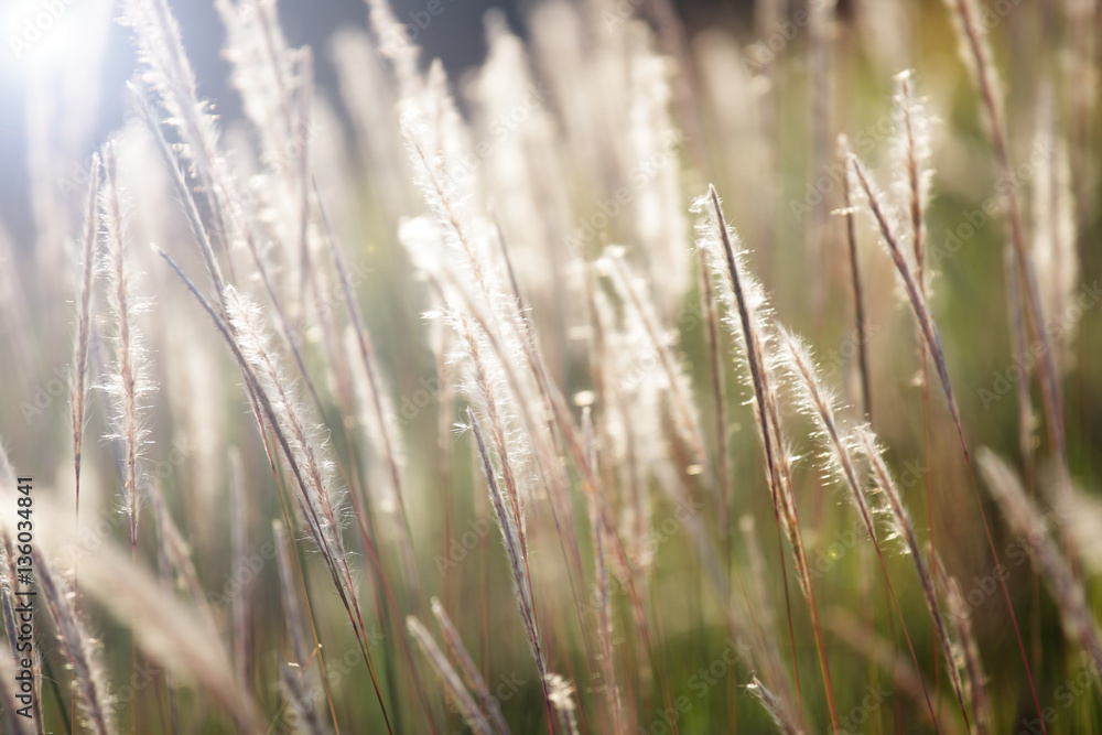 autumn reeds grass background texture