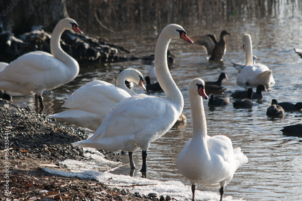 Obraz premium Group of swans by the lake