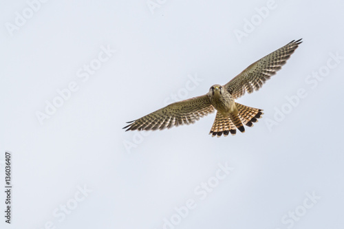 Turmfalke (Falco tinnunculus) © Rosemarie Kappler