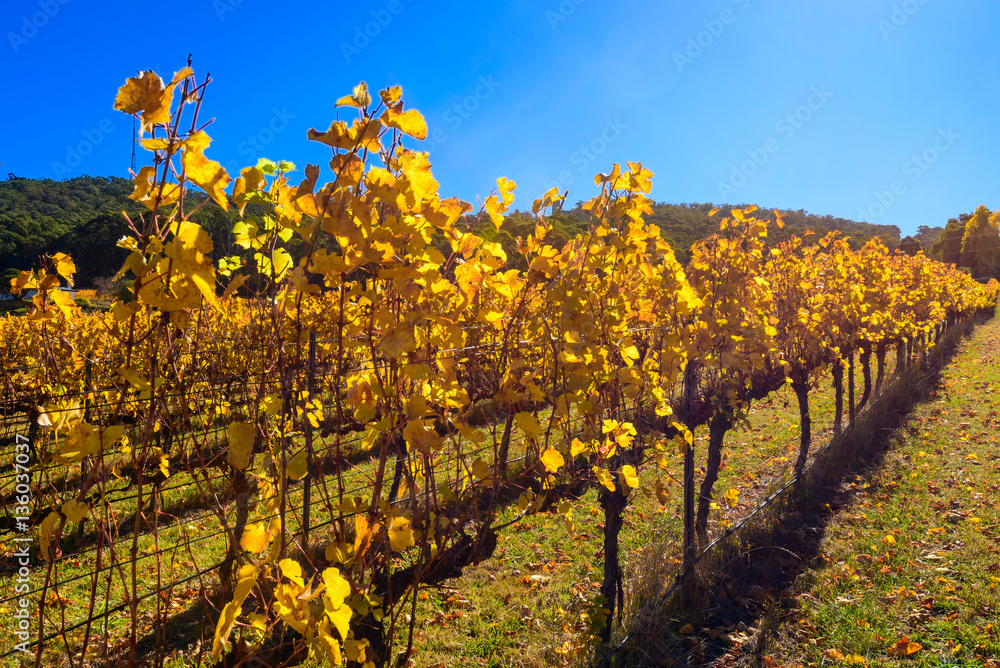 Grape vines in autumn