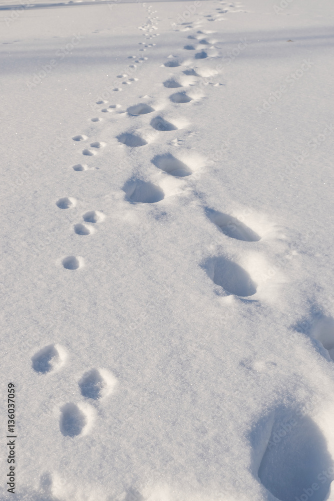 White fresh snow carpet with trail of a hare and a human. White fresh snow carpet with trail of a hare and a human.