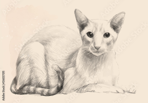 Sketch of the purebred cat. Portrait of the cat was drawn with a