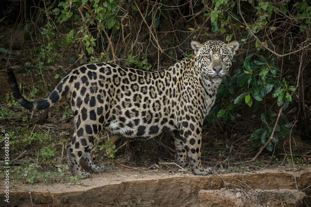 American jaguar is walking by the river in the nature habitat, panthera onca, wild brasil, brasilian wildlife, pantanal, green jungle, big cats American jaguar is walking by the river in the nature habitat, panthera onca, wild brasil, brasilian wildlife, pantanal, green jungle, big cats
