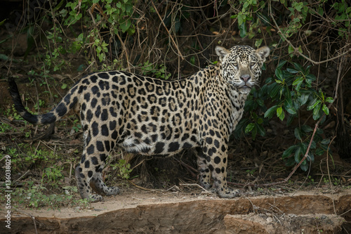 American jaguar is walking by the river in the nature habitat  panthera onca  wild brasil  brasilian wildlife  pantanal  green jungle  big cats