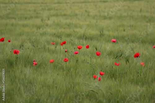 Roter Mohn