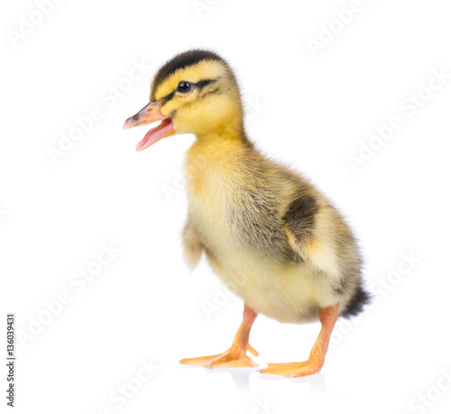 Cute little newborn fluffy duckling. One young duck isolated on a white background. Nice small bird.