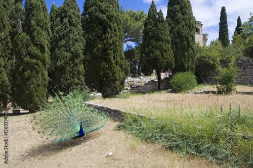 Peacock in Filerimos Monastery in Rhodes Island built by the Knights of Saint John, Greece © Mariusz Świtulski
