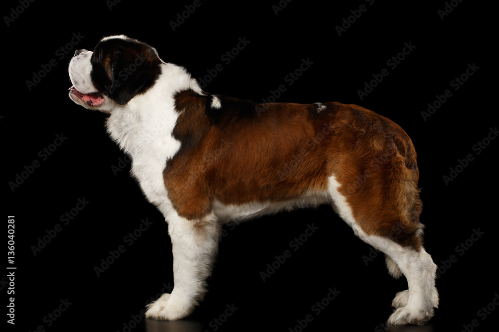 Huge Saint Bernard Dog Standing on Isolated Black Background, Side view Huge Saint Bernard Dog Standing on Isolated Black Background, Side view