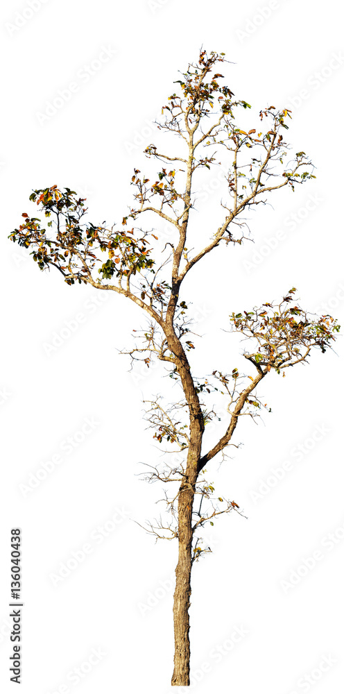 Teak tree is deciduous isolated on white background (Tectona gra Teak tree is deciduous isolated on white background (Tectona gra