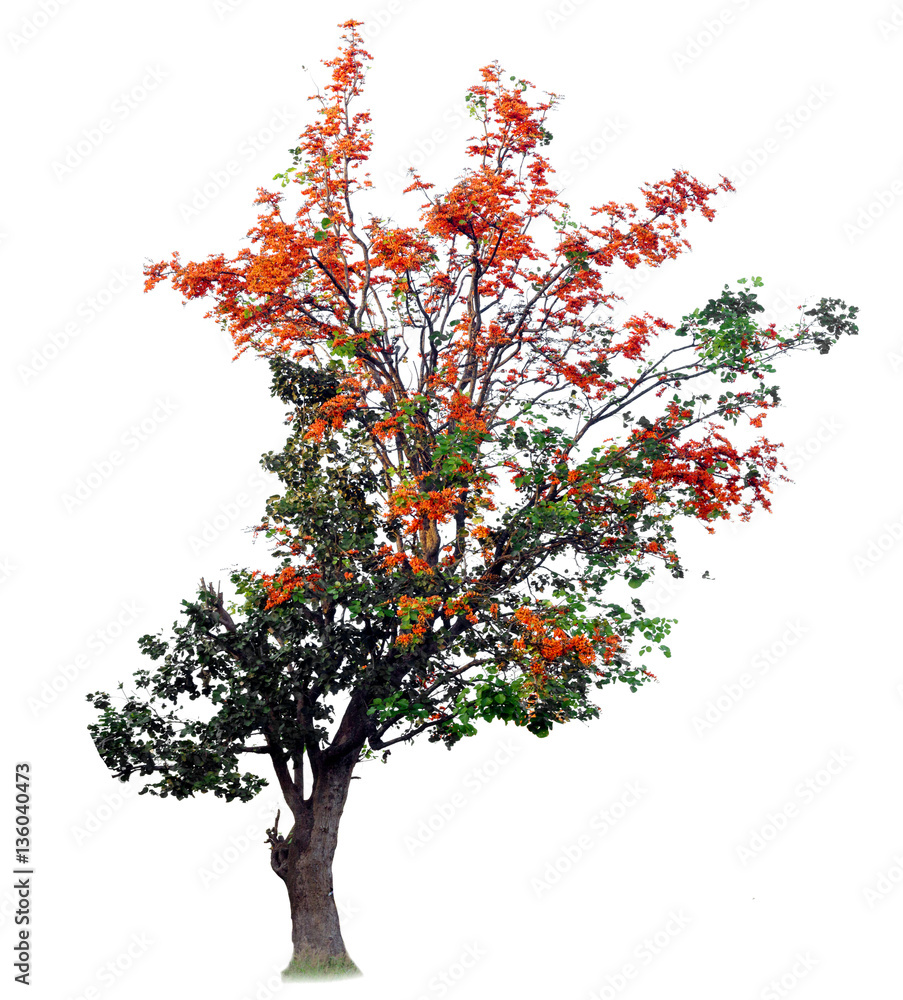 Butea monosperma tree on isolation,Flam-boyant, The Flame Tree,