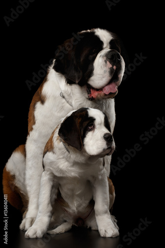Two Saint Bernard Dog, Puppy and her Mom Sitting on Isolated Black Background, Front view © seregraff
