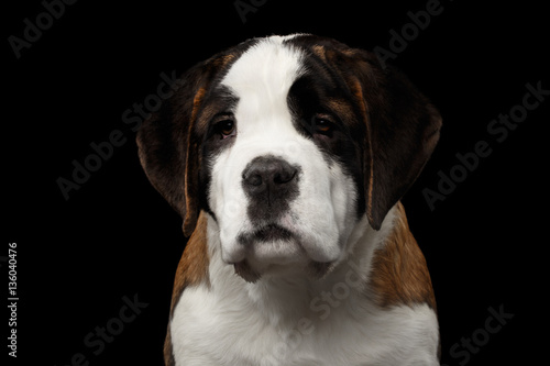 Close-up Portrait of Cute Saint Bernard Purebred Puppy Face on Isolated Black Background, Front view © seregraff