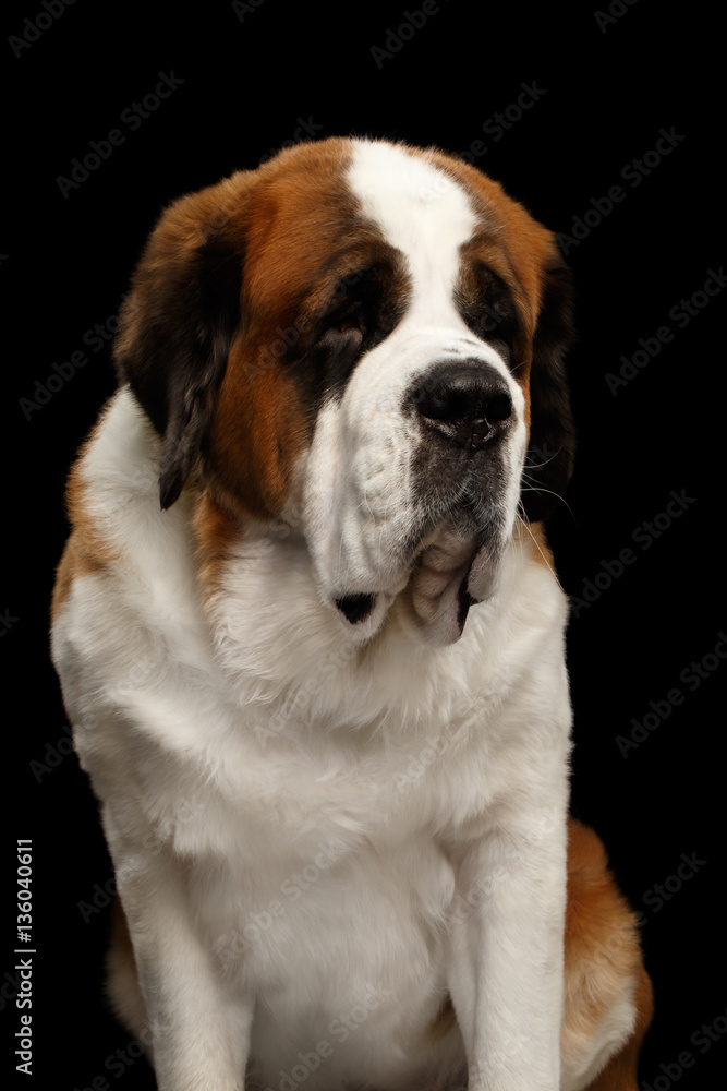 Portrait of White Saint Bernard Dog Sitting on Isolated Black Background, Front view Portrait of White Saint Bernard Dog Sitting on Isolated Black Background, Front view