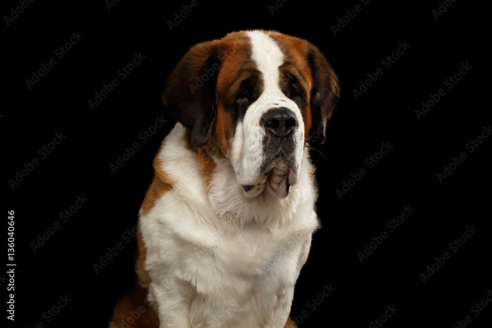 Close-up Portrait of White Saint Bernard Dog on Isolated Black Background, Front view