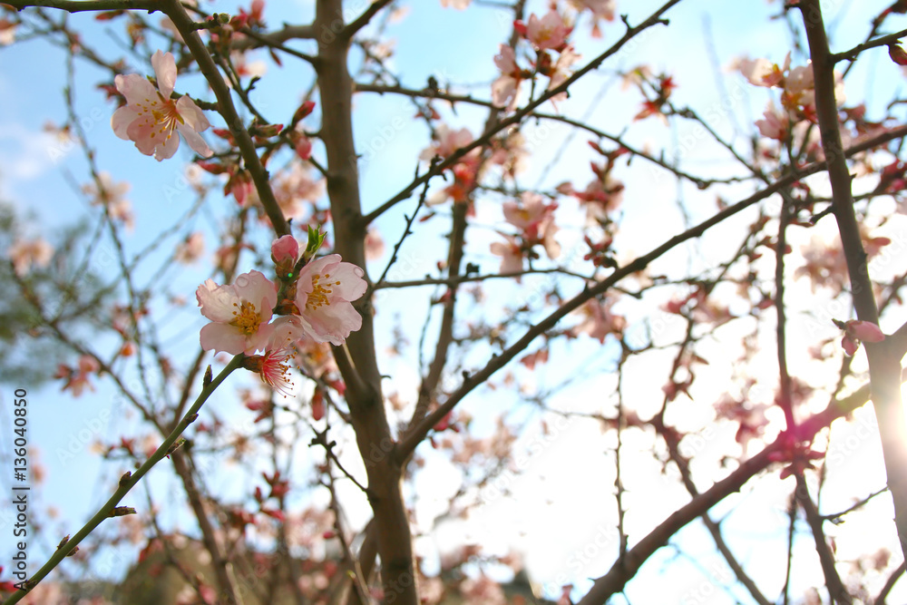 background of spring white cherry blossoms tree background of spring white cherry blossoms tree