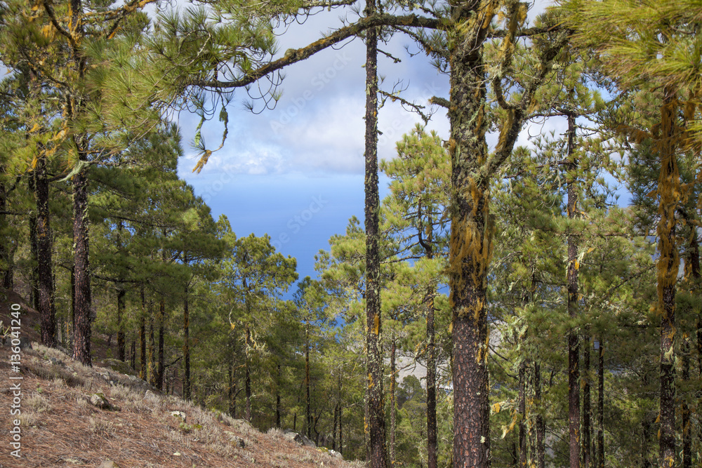 Fototapeta premium Central Gran Canaria