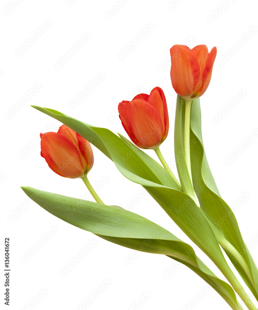 red and yellow tulip flowers red and yellow tulip flowers