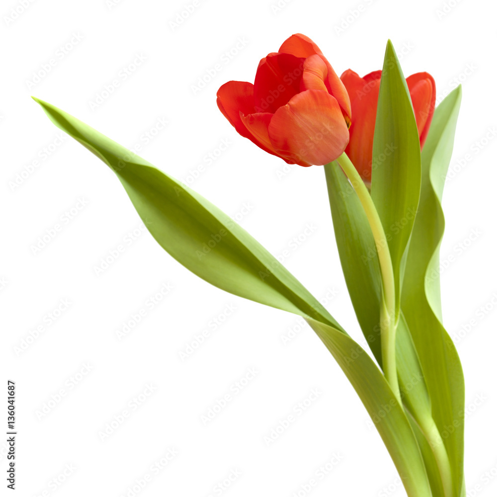 Naklejka premium red and yellow tulip flowers