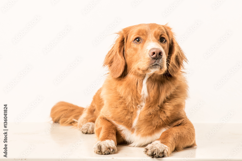 Young Toller adult
