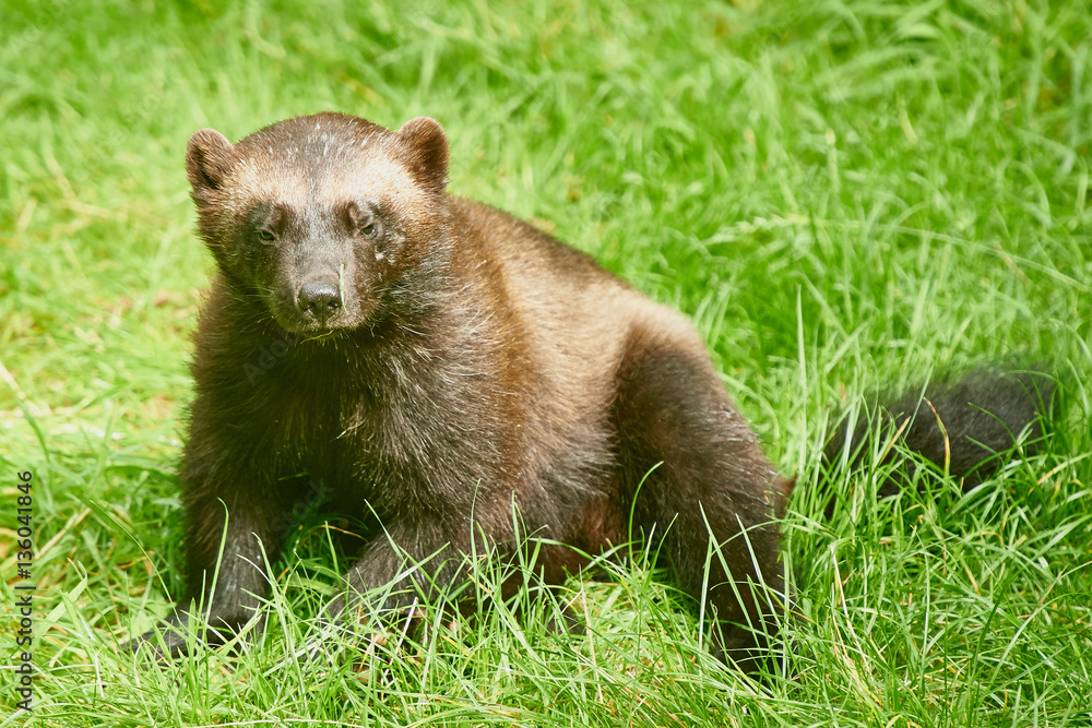Wolverine Wolverine