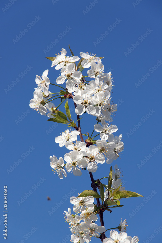 Flowering branch on a blue sky background. Flowering branch on a blue sky background.