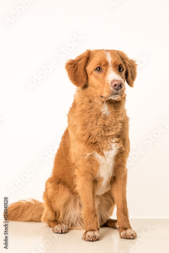 Young Toller adult © RvDam